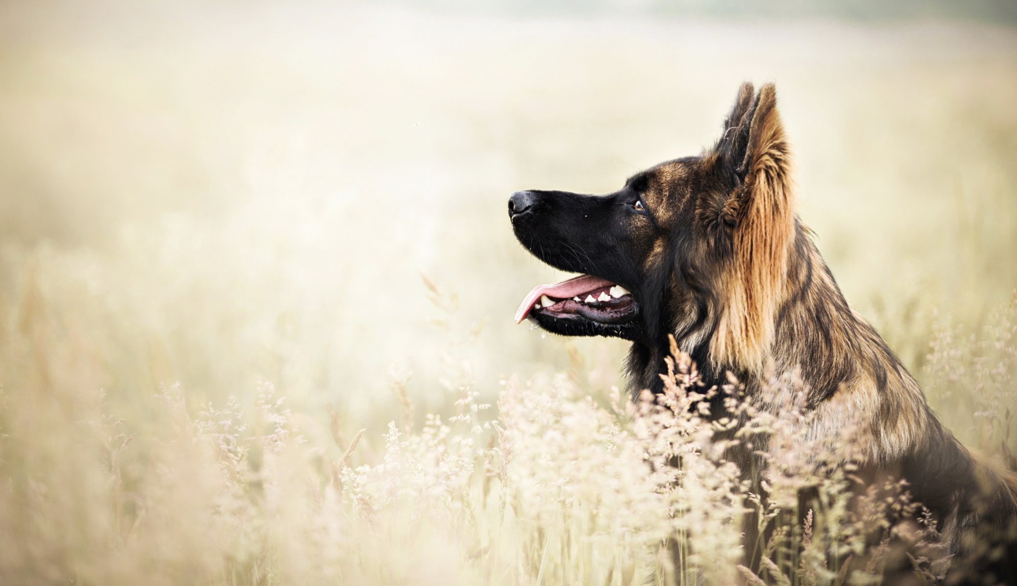 Взыскание ущерба при укусе собаки в Бугуруслане
