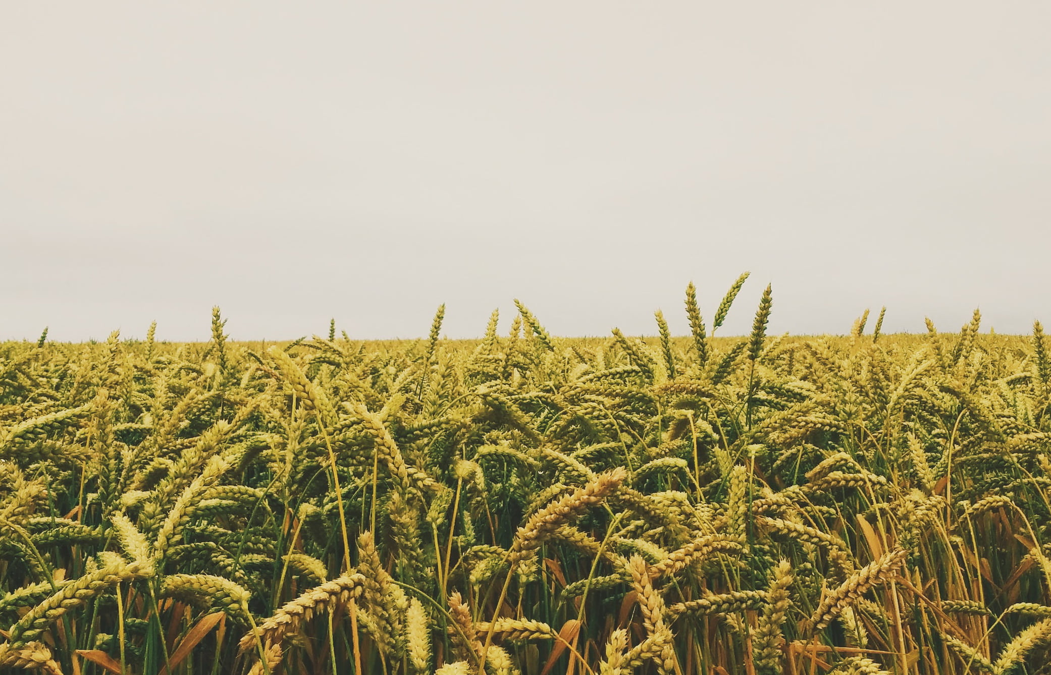 Юрист по земельным спорам в Бугуруслане. Услуги земельного юриста.